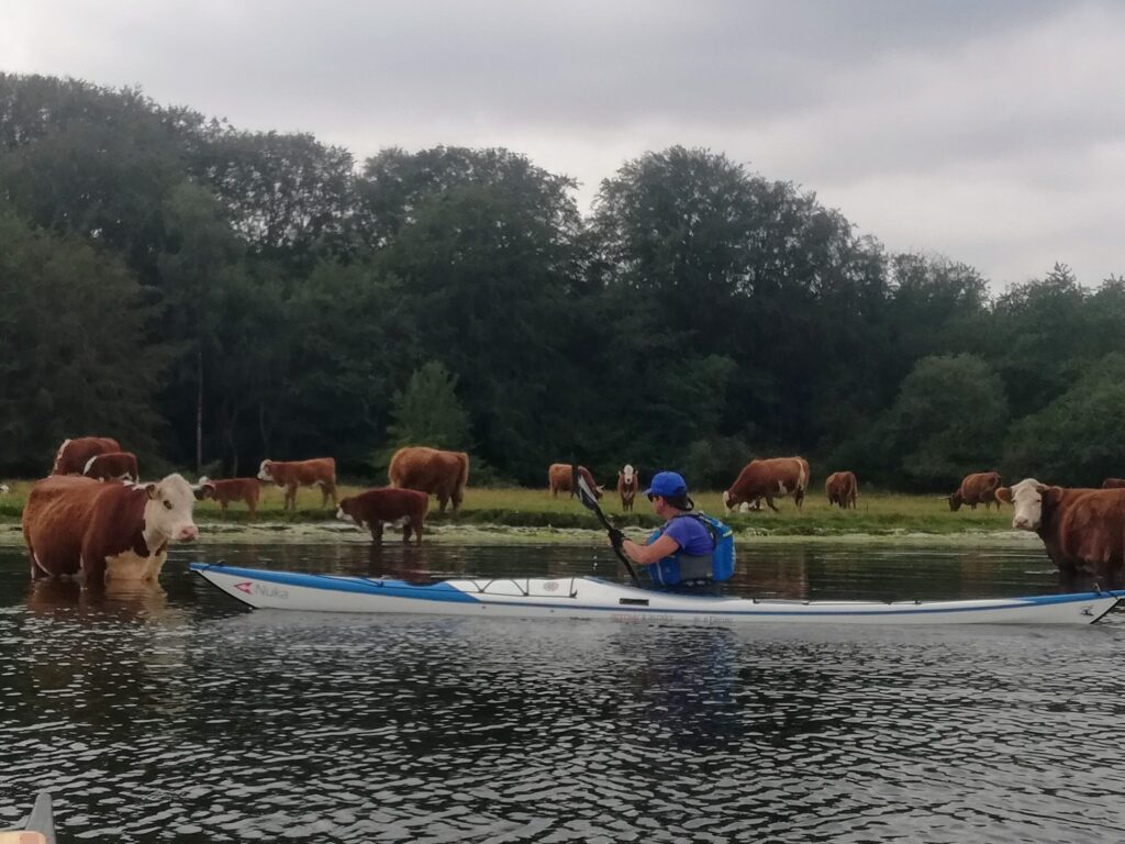 Frederikshavn Havkajakklub Mariager Fjord 2019