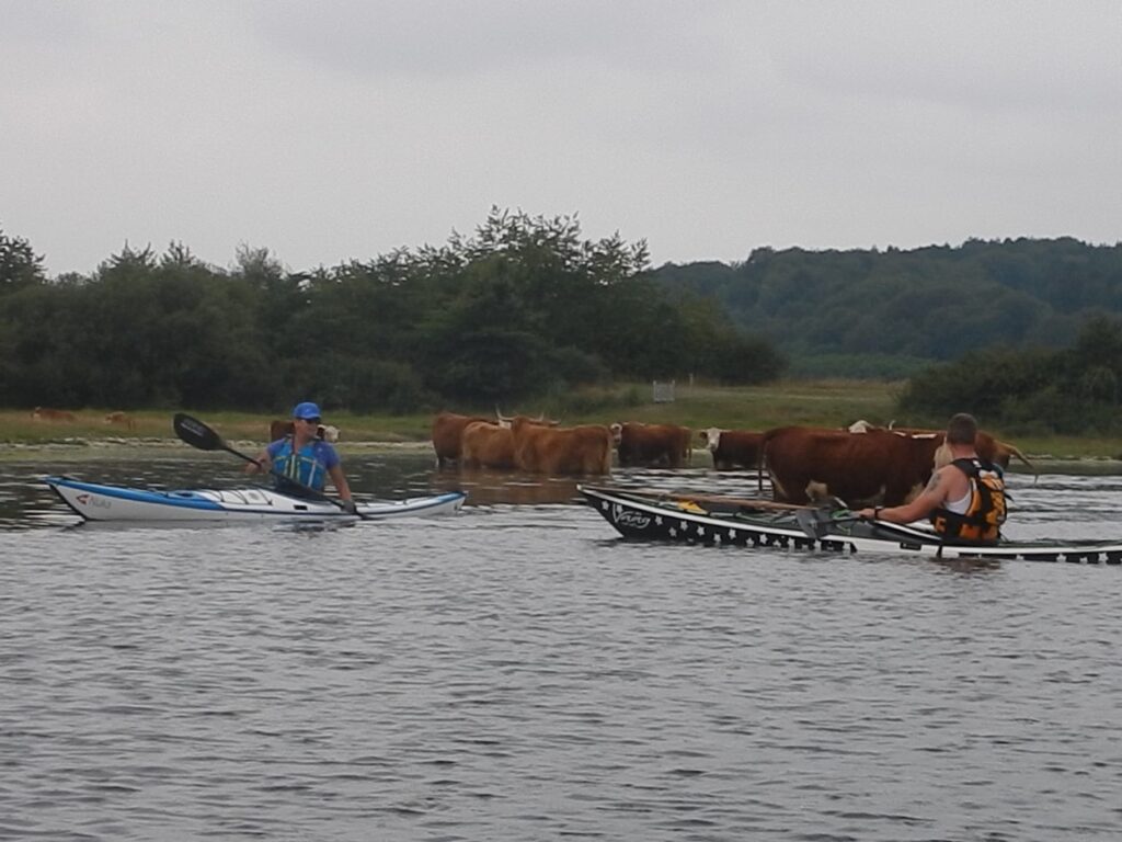 Frederikshavn Havkajakklub Mariager Fjord 2019